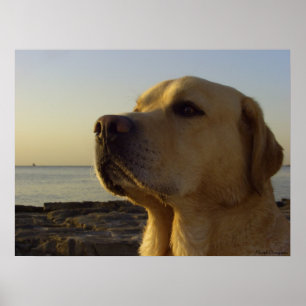 Stolzer Junge Poster