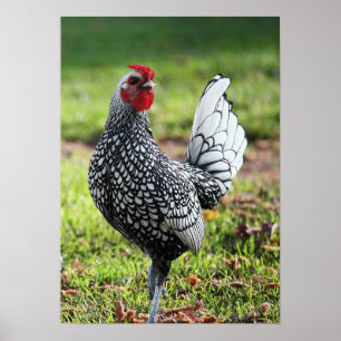"Stolzer kleiner Hahn " Poster