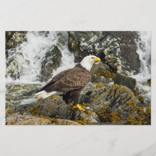 Stolzer Weißkopfseeadler Briefpapier