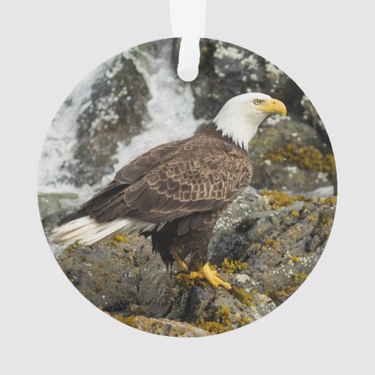 Stolzer Weißkopfseeadler Ornament (Rückseite)