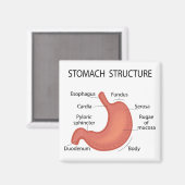 Stomachenstruktur Magnet (Vorderseite/Rückseite)