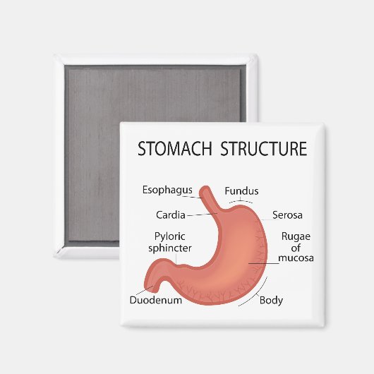 Stomachenstruktur Magnet (Vorderseite/Rückseite)