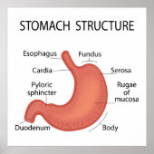 Stomachenstruktur Poster (Vorne)