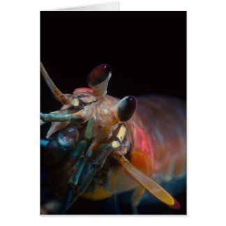 Stomatopod (Mantis-Garnele)