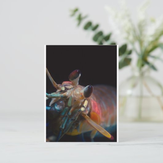 Stomatopod (Mantis Shrimp) Postkarte (Stehend Vorderseite)