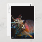 Stomatopod (Mantis Shrimp) Postkarte (Vorne/Hinten)