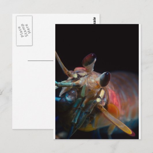 Stomatopod (Mantis Shrimp) Postkarte (Vorne/Hinten)