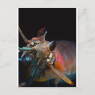Stomatopod (Mantis Shrimp) Postkarte
