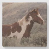 Stone Coaster_pinto stallion side  Steinuntersetzer (Vorderseite)