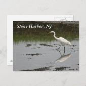 Stone Harbor Egret Postkarte (Vorne/Hinten)