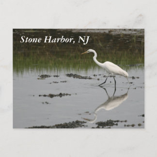 Stone Harbor Egret Postkarte