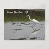 Stone Harbor Egret Postkarte (Vorderseite)