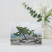 Stone Mountain Tree Stone Mountain Georgia 2 Postkarte (Stehend Vorderseite)