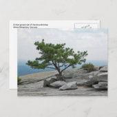 Stone Mountain Tree Stone Mountain Georgia 2 Postkarte (Vorne/Hinten)