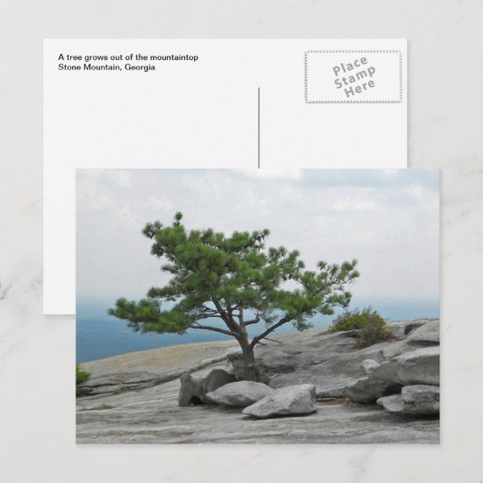 Stone Mountain Tree Stone Mountain Georgia 2 Postkarte (Vorne/Hinten)