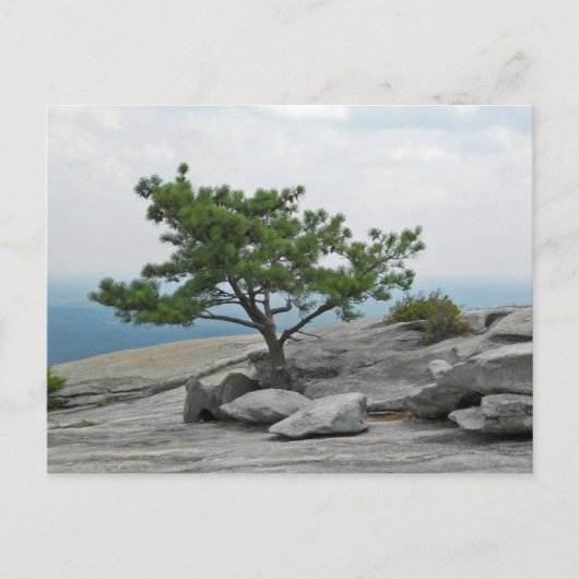 Stone Mountain Tree Stone Mountain Georgia 2 Postkarte (Vorderseite)