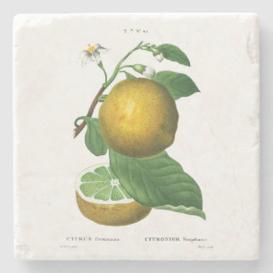 STONE UNTERSETZER: GRAPEN: REDOUTÉ STEINUNTERSETZER