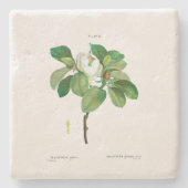 STONE UNTERSETZER: MAGNOLIA: REDOUTÉ STEINUNTERSETZER (Vorderseite)