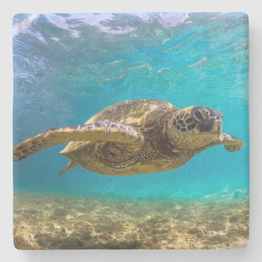 Stone Untersetzer Turtle (Vorderseite)