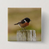 Stonechat Abzeichen Button (Vorderseite)