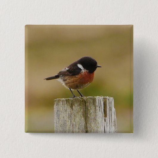 Stonechat Abzeichen Button (Vorderseite)
