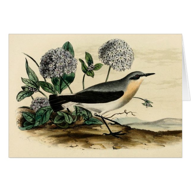 Stonechat Zaunkönig (Vorderseite (Horizontal))