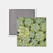 Stonecrop-Pflanze Magnet (Vorderseite/Rückseite)