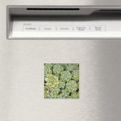 Stonecrop-Pflanze Magnet (In Situ (Geschirrspüler))