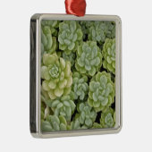 Stonecrop-Pflanze Silbernes Ornament (Rechts)