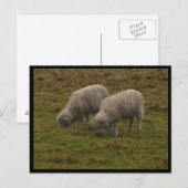 Stonehenge Sheep Postkarte (Vorne/Hinten)
