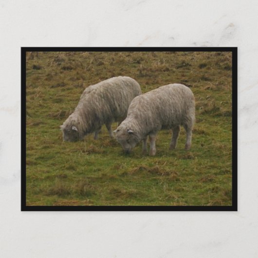 Stonehenge Sheep Postkarte (Vorderseite)