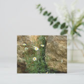 Stones-Daisien Postkarte (Stehend Vorderseite)