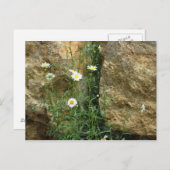 Stones-Daisien Postkarte (Vorne/Hinten)