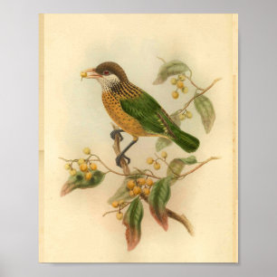 Stone's Katvogel Grün Gelb Vintage Vogel Druck Poster