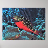 Stoplight Parrotfish Poster (Vorne)
