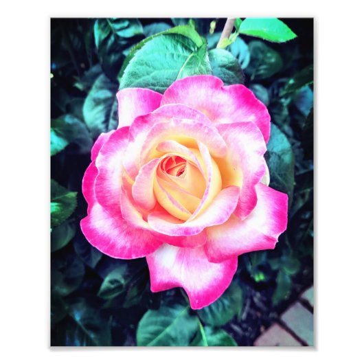 Stopp und Riechen der Rose Fotodruck (Vorne)