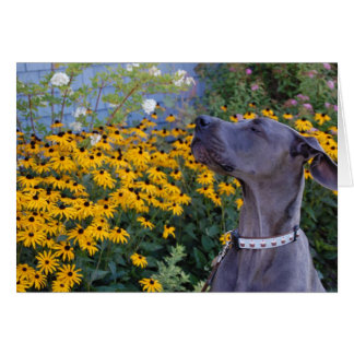 Stoppen und Riechen der Blume-Karte