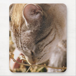 Stoppen und riechen Sie die Blume Hübsch Cat Mousepad