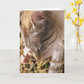 Stoppen und riechen Sie die Blume Karte (Gelbe Blume)