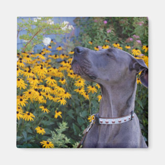 Stoppen und riechen Sie die Blume Magnet