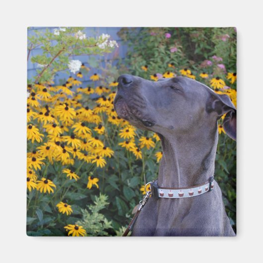 Stoppen und riechen Sie die Blume Magnet (Vorne)