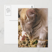 Stoppen und riechen Sie die Blume Postkarte (Vorne/Hinten)