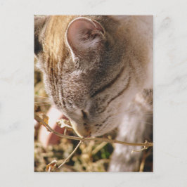 Stoppen und riechen Sie die Blume Postkarte