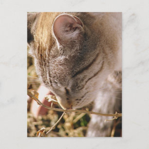 Stoppen und riechen Sie die Blume Postkarte