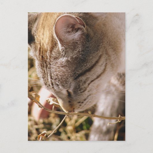 Stoppen und riechen Sie die Blume Postkarte (Vorderseite)