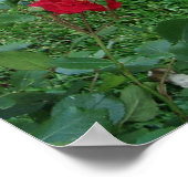 Stoppen und riechen Sie die Rose Poster (Ecke)