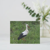 Storch 1 postkarte (Stehend Vorderseite)