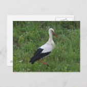 Storch 1 postkarte (Vorne/Hinten)