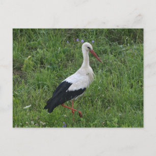 Storch 1 postkarte