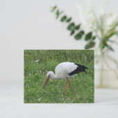 Storch 3 postkarte (Stehend Vorderseite)